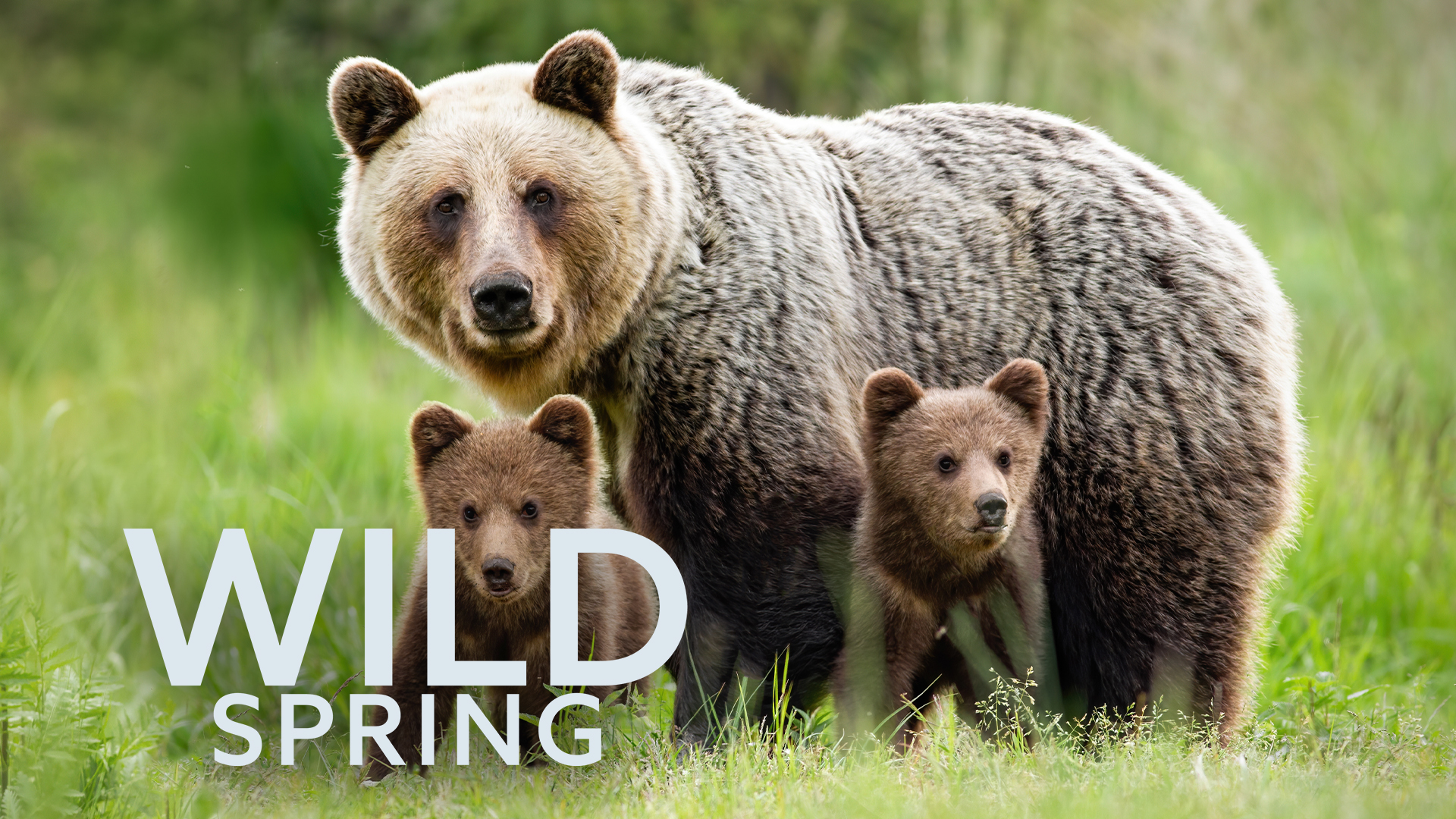 Wild Spring